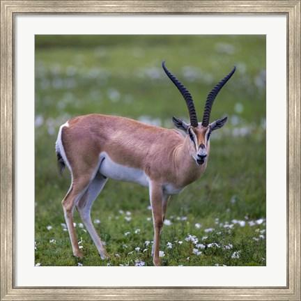 Framed Grant&#39;s Gazelle, Serengeti National Park, Tanzania Print