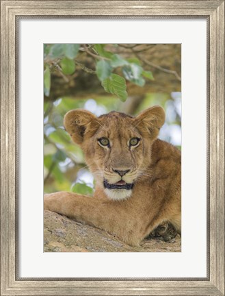 Framed Uganda, Ishasha, Queen Elizabeth National Park Lioness in tTree Print