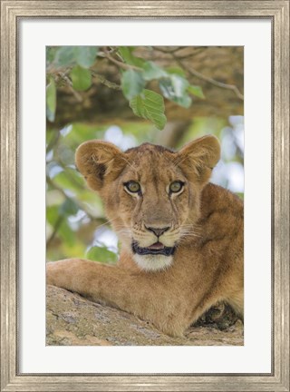 Framed Uganda, Ishasha, Queen Elizabeth National Park Lioness in tTree Print