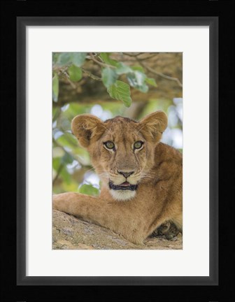 Framed Uganda, Ishasha, Queen Elizabeth National Park Lioness in tTree Print