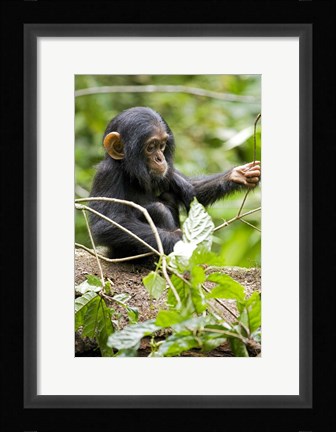 Framed Uganda, Kibale National Park, Infant Chimpanzee Print
