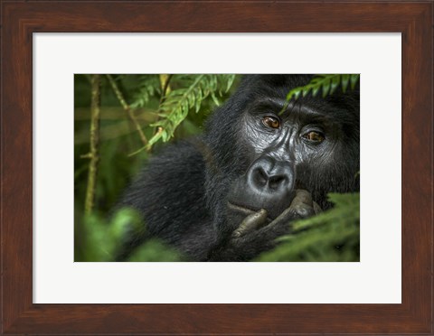 Framed Mountain Gorilla, Bwindi Impenetrable Forest, Uganda Print