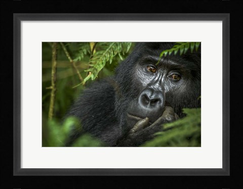 Framed Mountain Gorilla, Bwindi Impenetrable Forest, Uganda Print