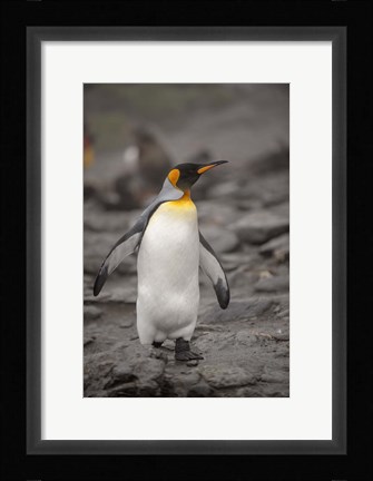 Framed Antarctica, King Penguin Print