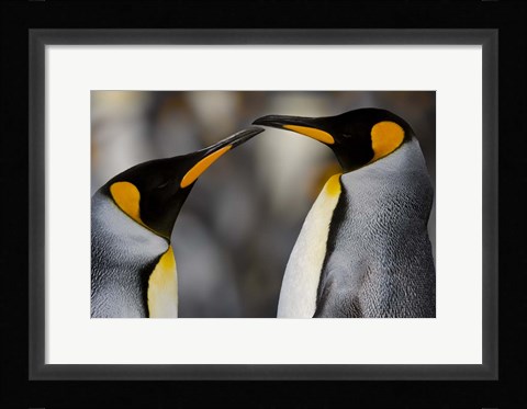 Framed Antarctica, South Georgia, King Penguin Pair Print