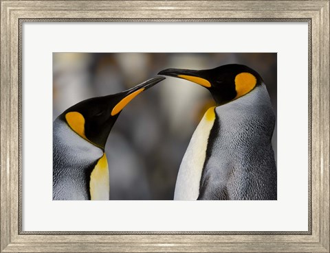 Framed Antarctica, South Georgia, King Penguin Pair Print
