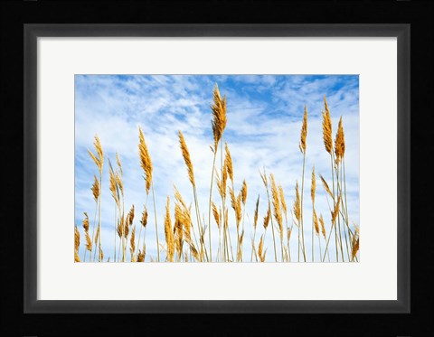 Framed Wheat Blowing in the Wind Print