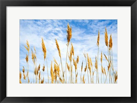 Framed Wheat Blowing in the Wind Print
