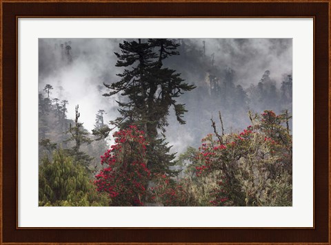 Framed Rhododendron in Bloom, Paro Valley, Bhutan Print