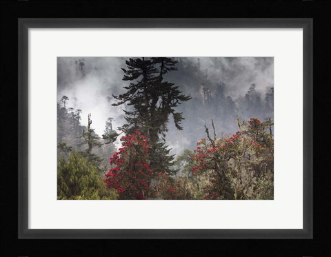Framed Rhododendron in Bloom, Paro Valley, Bhutan Print