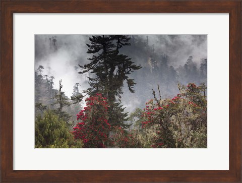 Framed Rhododendron in Bloom, Paro Valley, Bhutan Print