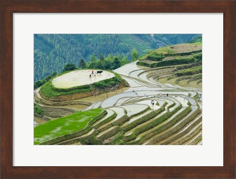 Framed Rice Terrace with Water Buffalo, Longsheng, Guangxi Province, China Print