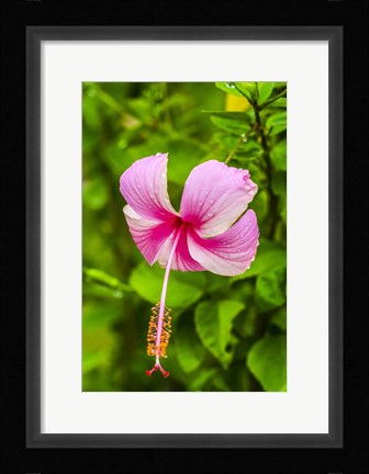 Framed Ranthambore, Rajasthan, India, Hibiscus Flower Print