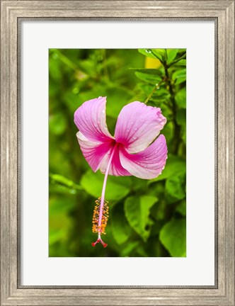 Framed Ranthambore, Rajasthan, India, Hibiscus Flower Print