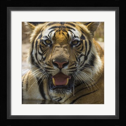 Framed Male Bengal Tiger at Bandhavgarh Tiger Reserve, India Print