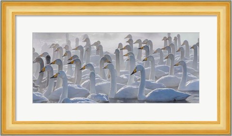 Framed Whooper Swans, Hokkaido, Japan Print