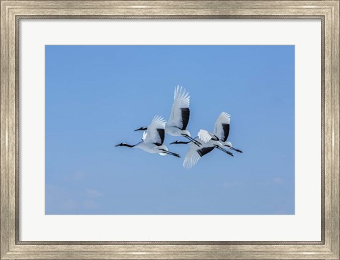 Framed Japanese Cranes Flying Print