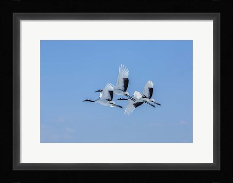 Framed Japanese Cranes Flying Print