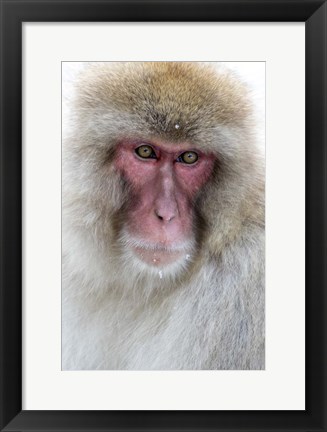 Framed Portrait of a Monkey, Japan Print