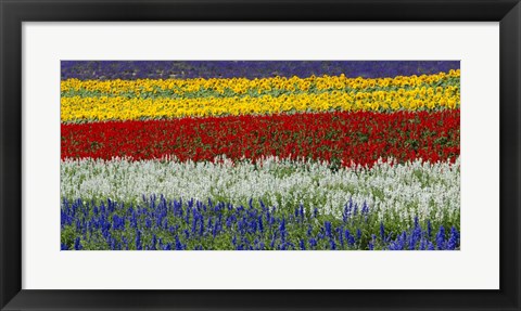 Framed Colorful Flowers, Furano, Hokkaido, Japan Print