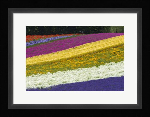 Framed Colorful Flowers in a Lavender farm, Furano, Japan Print