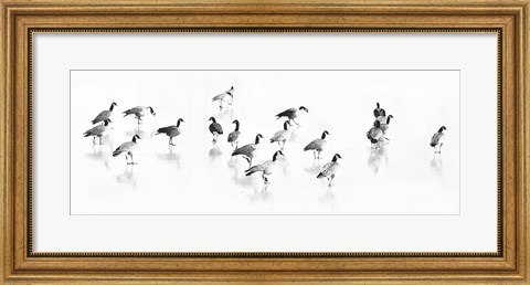 Framed Flock of Canada Geese Print