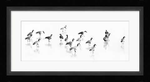 Framed Flock of Canada Geese Print