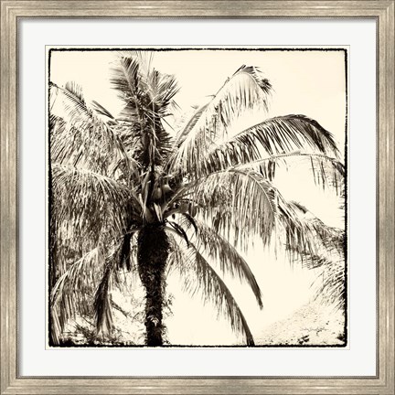 Framed Palm Tree Sepia III Print