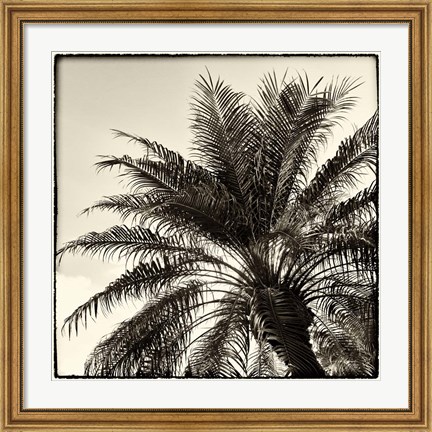 Framed Palm Tree Sepia I Print