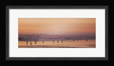 Framed Kalaloch Birds V Print