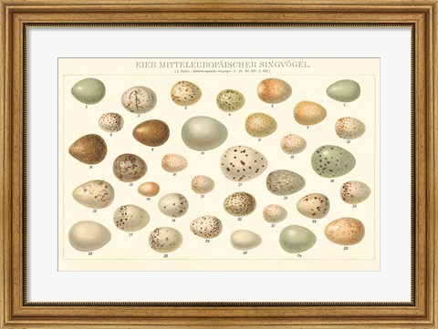 Framed Song Bird Egg Chart v2 Print