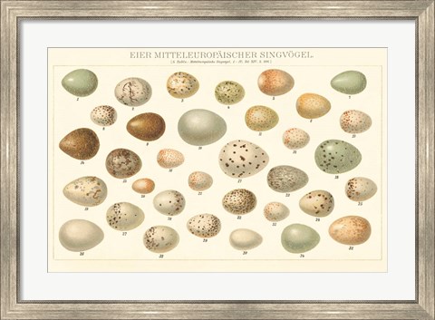 Framed Song Bird Egg Chart v2 Print