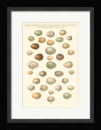 Framed Songbird Egg Chart Print