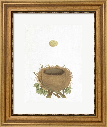 Framed Spring Nest II Print