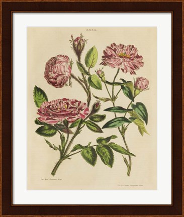 Framed Herbal Botany XVIII v2 Crop Print