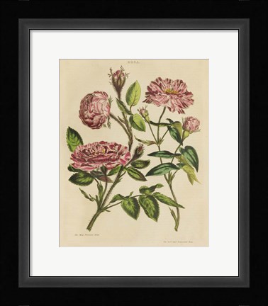 Framed Herbal Botany XVIII v2 Crop Print