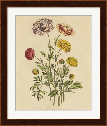 Framed Herbal Botany XXII v2 Crop Print