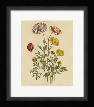 Framed Herbal Botany XXII v2 Crop Print
