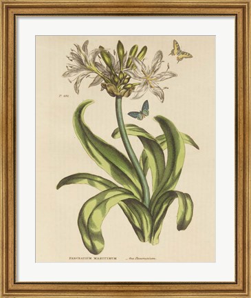 Framed Herbal Botany XX Butterfly Crop Print