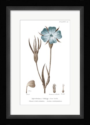 Framed Conversations on Botany III on White with Blue Print