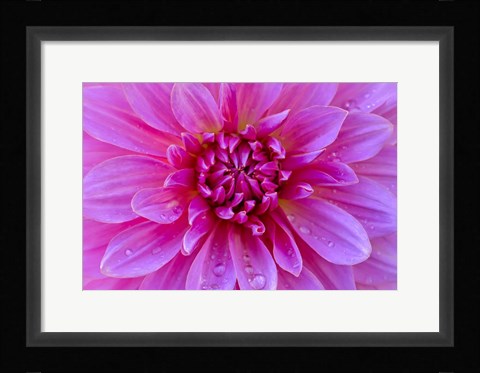 Framed Fuchia-Pink Dahlia Print