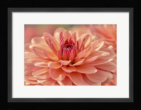 Framed Peach Colored Dahlia Flower Print
