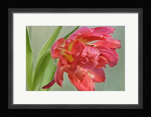 Framed Red Parrot Tulip Print