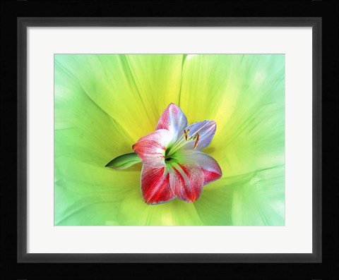 Framed Delicate Print