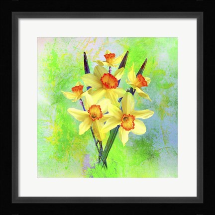 Framed Daffodil Flowers Print