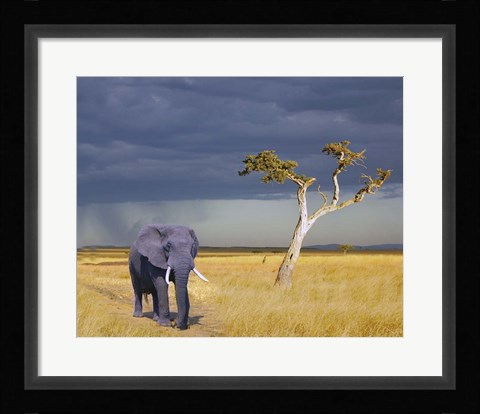 Framed Elephant Walking Print
