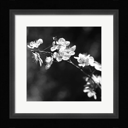 Framed Spring In B And W Print