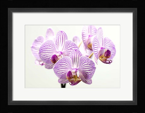 Framed Orchid 1 Print