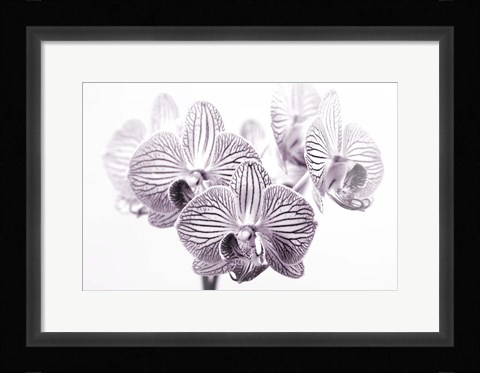 Framed Orchid 1 BW Print