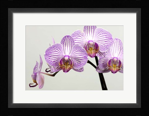 Framed Orchid 3 Print
